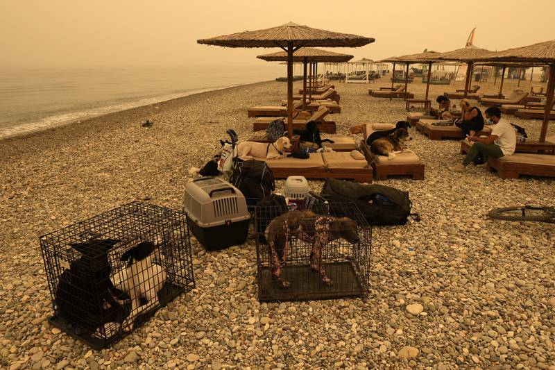 Residents forced to flee from their homes by the flames gather with their pets on the beach at Pefki.