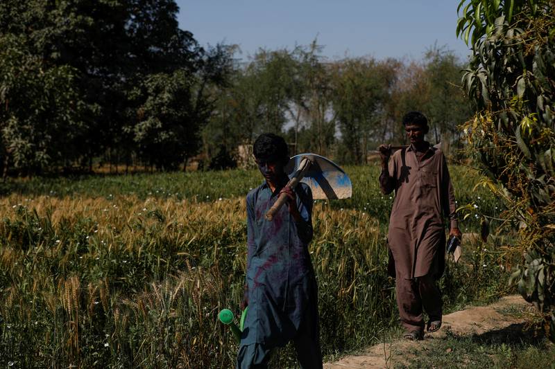 Near Kunri, a town in southern Pakistan known as Asia's chilli capital, 40-year-old farmer Leman Raj, pictured right with his son, rustles through dried plants looking for any of the bright-red chillies in his largely ruined crop that may have survived. All photos: Reuters