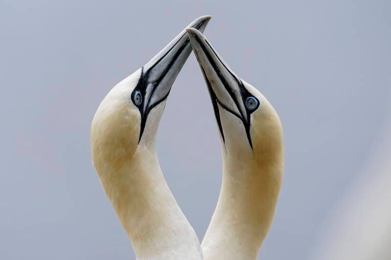 A pair of northern gannets greet each other by touching beaks on Bonaventure Island in the Gulf of St Lawrence off the coast of Quebec, Canada. AP