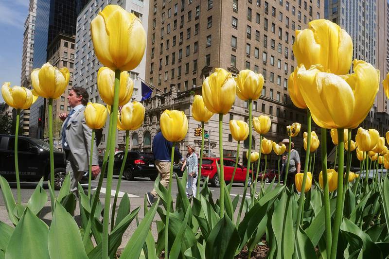 People walk past a flower bed planted in tulips in the Manhattan borough of New York City, New York, U.S., April 28, 2021. REUTERS/Carlo Allegri