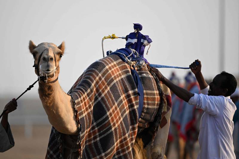 A camel is prepared for a race in Al Sheehaniya, Doha. The eyes of football fans around the globe are on Qatar as the World Cup approaches