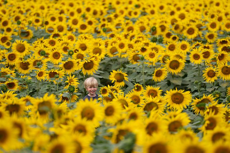 A child played among an early crop of sunflowers on Thursday, the premature blooming due to recent high temperatures, in Deeping Saint Nicholas, near Spalding, Lincolnshire. PA