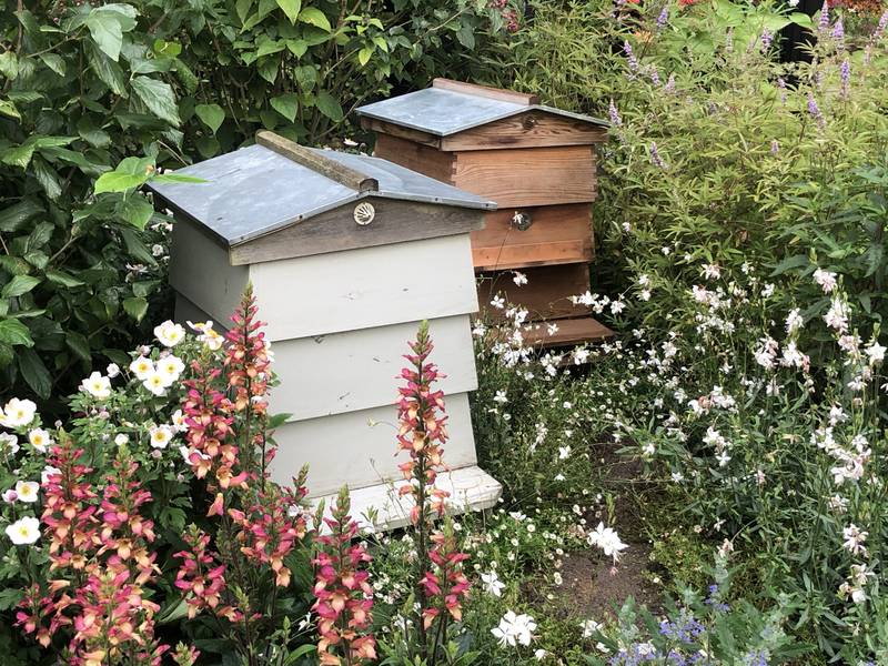 Beehives incorporated into the RHS Cop26 Garden designed by Marie-Louise Agius recognising the UK hosting the 26th UN Climate Change Conference of the Parties