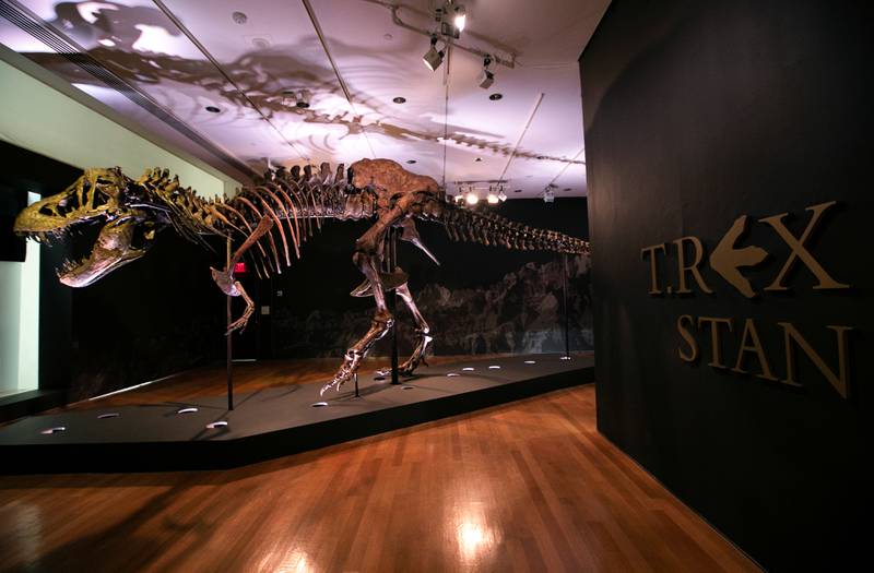 A 67-million-year-old Tyrannosaurus rex skeleton named Stan on display before its public auction at Christie's in New York. All photos: Reuters