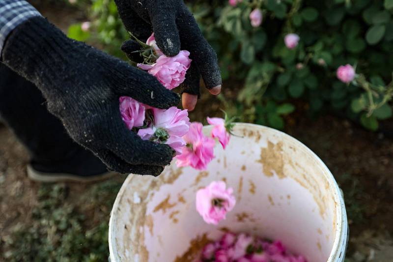The note in perfumery referred to as 'Damask rose' is produced by the Damascena rose, such as those harvested in Saudi Atrabia. AFP
