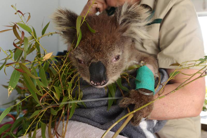 A veterinarian tends to a koala rescued from an area affected by wildfires on board a Royal Society for the Prevention of Cruelty to Animals (RSPCA) triage van in Bairnsdale, East Gippsland, Australia. Bloomberg