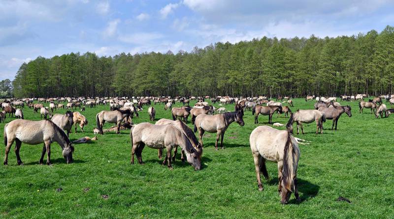 Wild horses graze in Duelmen.