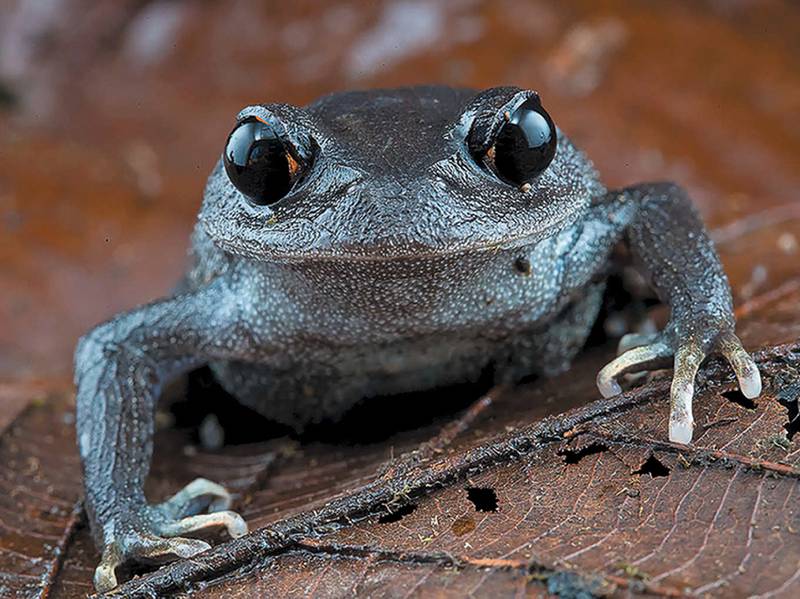 A big-headed frog Leptobrachium lunatum. Photo: WWF