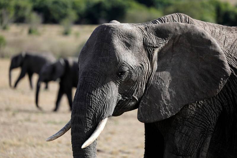 Elephants walk through the Maasai Mara National Reserve, Kenya. Reuters
