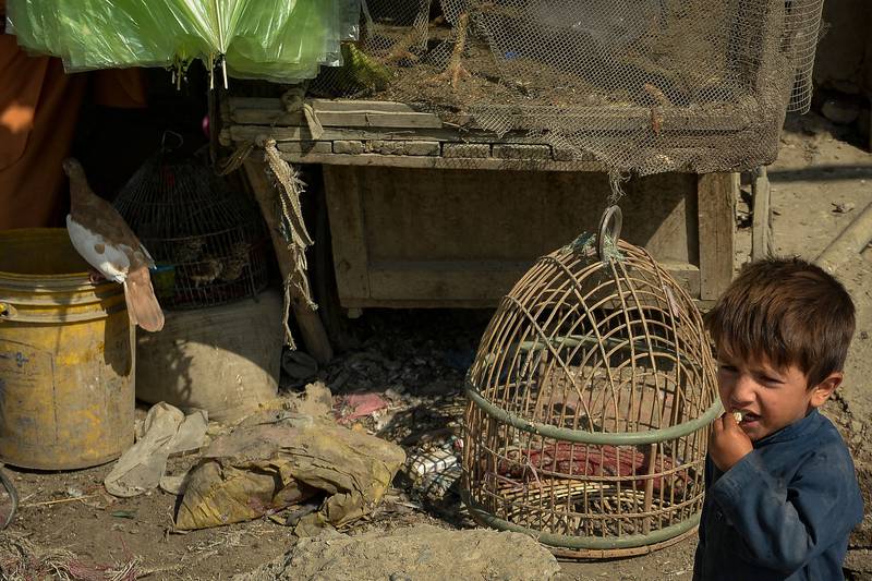 An Afghan child roams around bird cages kept in a Kabul shop. Photo: AFP