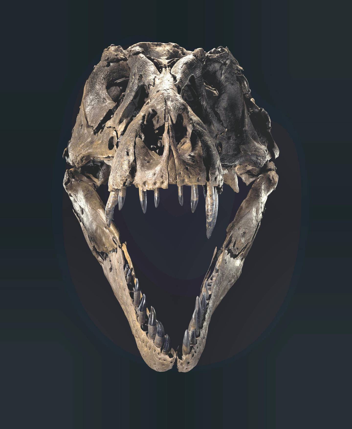 Stan's skull is one of the most complete T-rex examples, and could hold 58 functioning teeth. Photo: Christie's