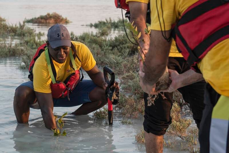 Mangroves, small trees that survive in salty water, play an important part in the ecosystem of the nation. Here, nature enthusiasts plant mangroves on Jubail Island in Abu Dhabi.