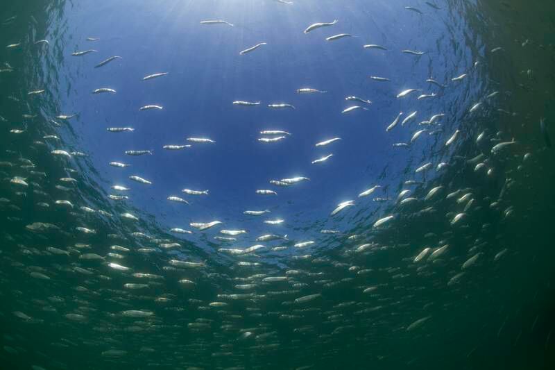 The mangroves of Khor Kalba are home to some of the most productive ecosystems in the world, providing nursery grounds and shelter for numerous species of commercially valuable fish, including snapper, grunts, emperor and sea bream. Photo by Michel Rogg
