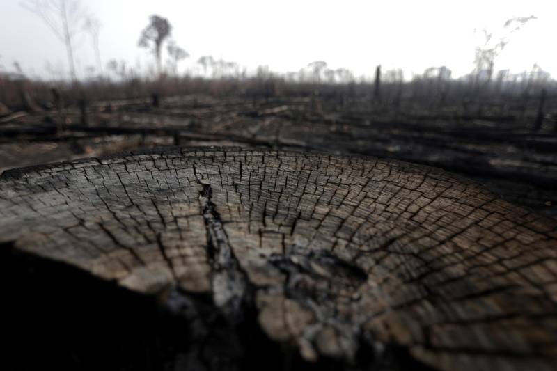 A burned tract of Amazon jungle is pictured as it is cleared by loggers and farmers near Porto Velho. Reuters