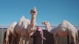 Saudi Arabia reveals world’s first 'camel hotel' with full services