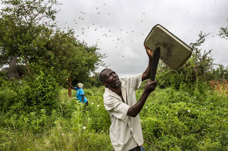 A local resident tries to swot away a swarm of desert locusts in Mathiakani, Kitui County, Kenya. Bloomberg