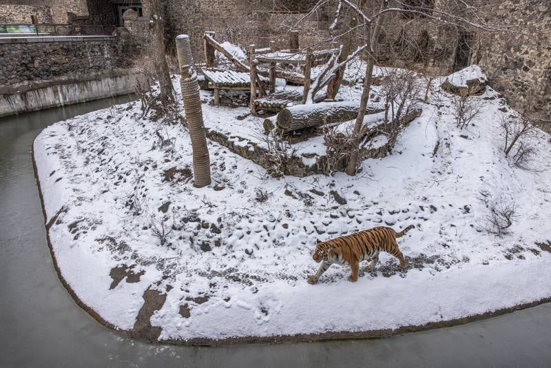 A tiger prowls around its enclosure at Kyiv Zoo. EPA