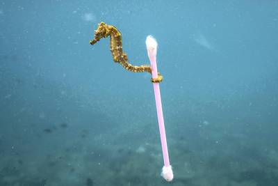 A small sea horse grabs onto garbage in Indonesia. This tiny sea horse drifted through our snokeling site along with a raft of tide-driven trash, especially bits of plastic. It was a heartbreaking scene that perfectly summed up my experience in Indonesia. 
