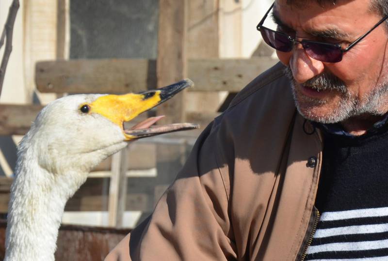 Retired postman Recep Mirzan found Garip, a female swan, 37 years ago in Turkey’s western Edirne province.