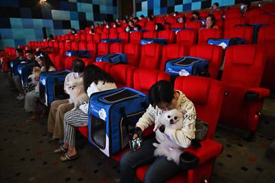 Pet dogs and their owners sit inside a movie theatre. AFP