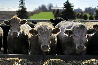 Prices for live cattle have risen this year. Melina Mara / Washington Post