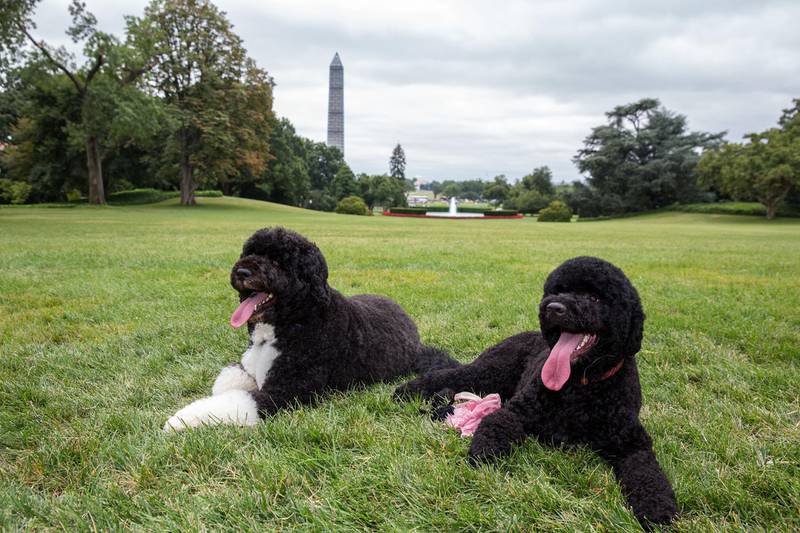 Bo, left, and Sunny, the Obama family dogs, on the South Lawn of the White House, Aug. 19, 2013. (Official White House Photo by Pete Souza)This official White House photograph is being made available only for publication by news organizations and/or for personal use printing by the subject(s) of the photograph. The photograph may not be manipulated in any way and may not be used in commercial or political materials, advertisements, emails, products, promotions that in any way suggests approval or endorsement of the President, the First Family, or the White House.