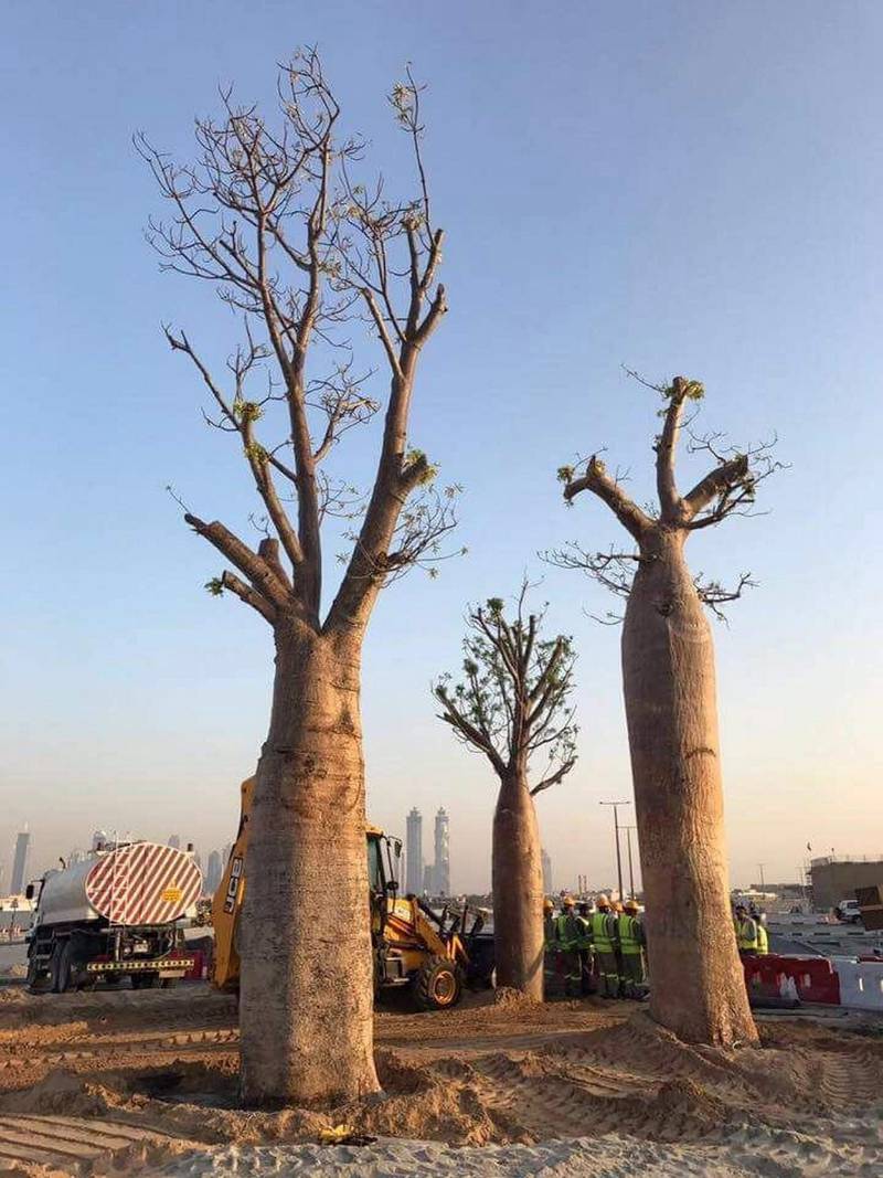 By the time they arrived in Dubai, the bare-rooted baobabs were already starting to sprout. Photo: Cycad Enterprises