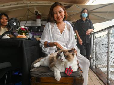 Sea change: Cats can set sail on luxury sunset cruises in Singapore