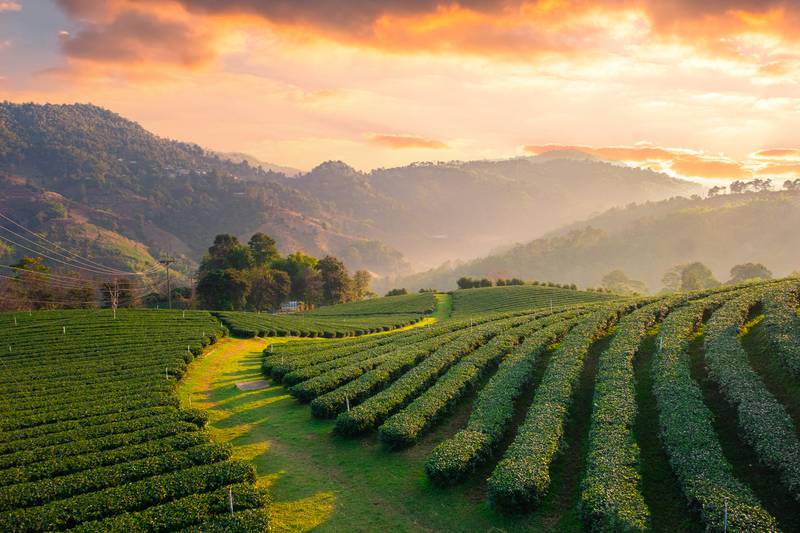 Organic farming and a shift to sustainable practices offer hope for the tea industry in the face of climate change. Getty Images