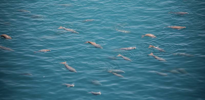 Abu Dhabi has the second-largest dugong population in the world. Photo: Environment Agency Abu Dhabi