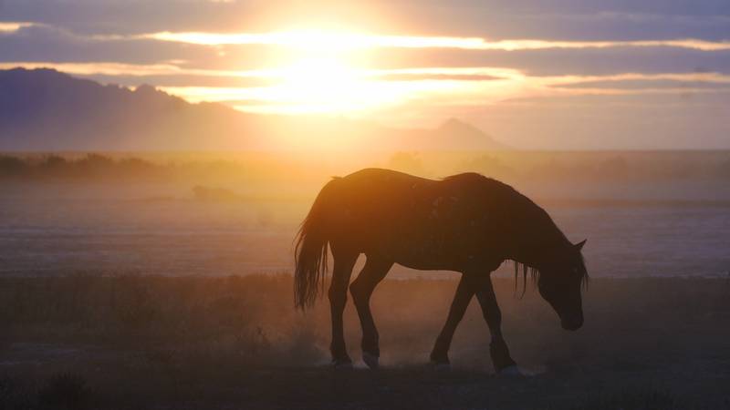 A wild horse grazes near the US Army Dugway Proving Ground, Utah. AP 