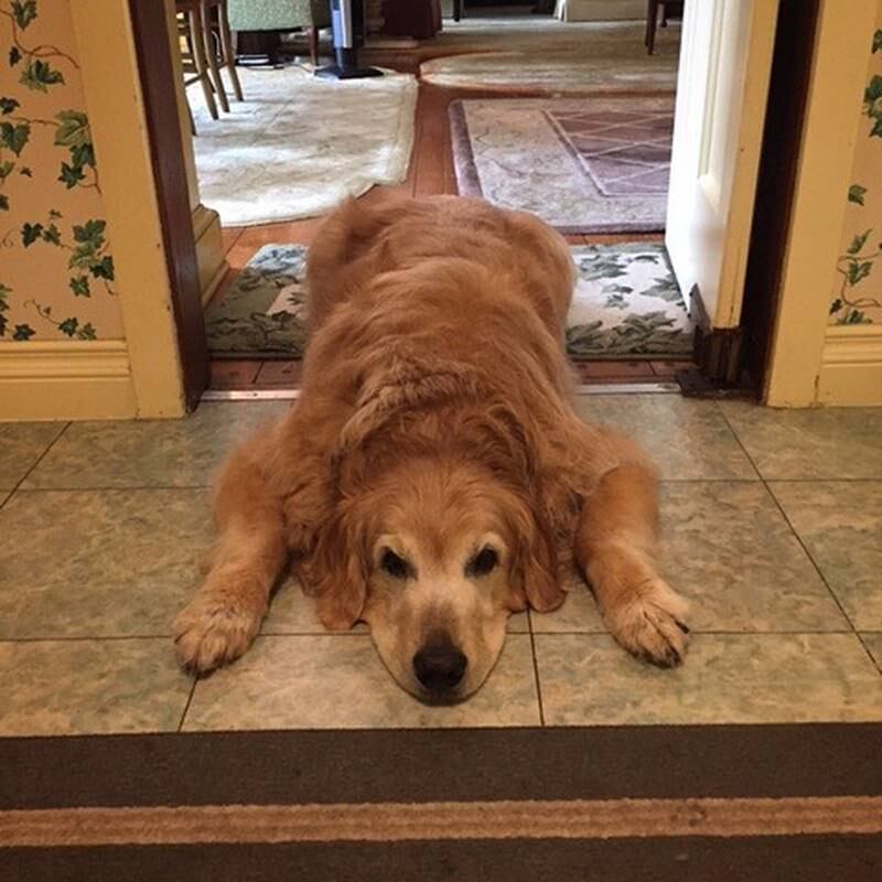 The late actress and comedienne Betty White's golden retriever Pontiac has a $5m fortune. Photo: Instagram / @bettymwhite