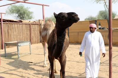 Staff with the camels
