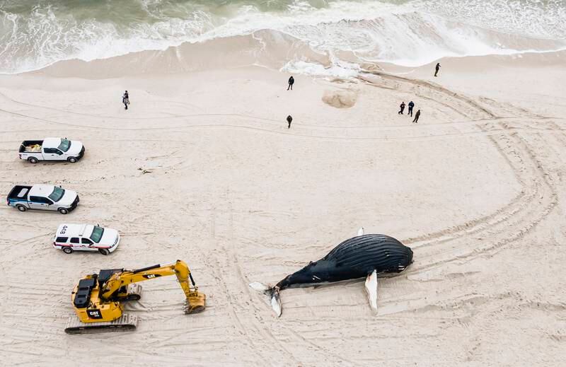 Emergency crews try to determine how to handle the carcass of a humpback whale that washed up on shore in Lido Beach. EPA