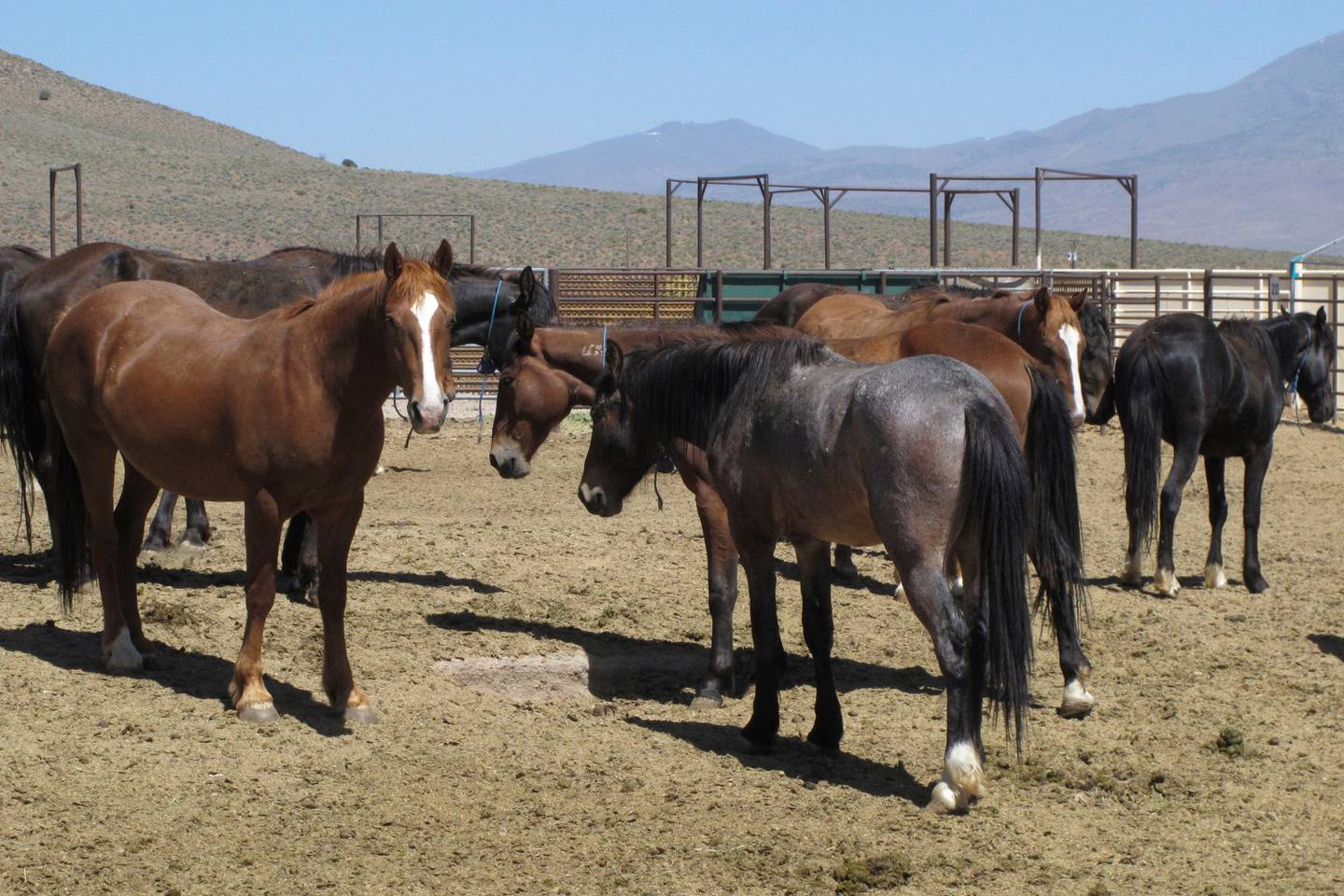 Wild horses that were captured from US rangeland stand in a holding pen near Reno, Nevada. AP
