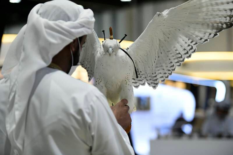 A white falcon at the Abu Dhabi National Exhibition Centre. 
