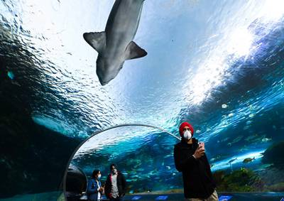 People wear face masks while watching the marine life at Ripley's Aquarium of Canada in Toronto, on October 28, 2020.  AP
