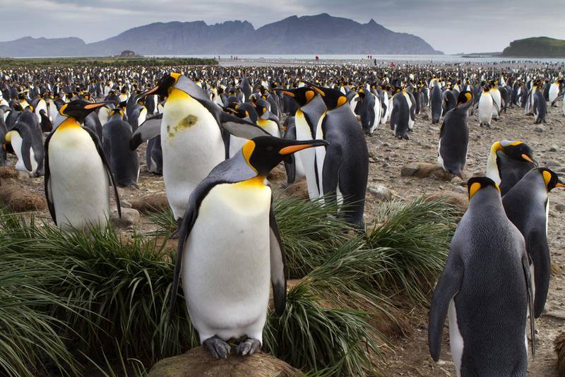 Sailing to the wall of penguins, South Georgia - South Georgia in the southern Atlantic Ocean has no permanent human inhabitants, but more than enough king penguins to go around. Hundreds of thousands of them can be found during the Northern Hemisphere winter on the Salisbury Plain coastal strip alone, nurturing chicks until they are ready to fend for themselves. Corbis