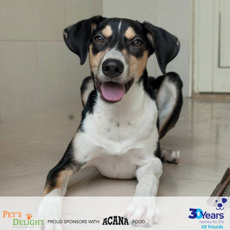 Poppy was brought to the shelter at 6 months old as her owners had no time for her. She’s active, energetic and friendly with everyone. She’s fully vaccinated and spayed and would love to find a family who will play with her and take her on long walks. Courtesy K9 Friends Dubai