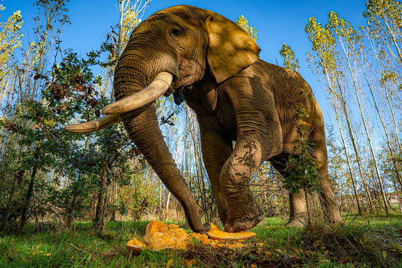 Shaka, a 31-year-old African elephant, began Halloween celebrations in style on Monday, smashing a pumpkin into pieces with his feet to eat the treat left by keepers in the Willow Field enclosure at Noah's Ark Zoo Farm in North Somerset. PA