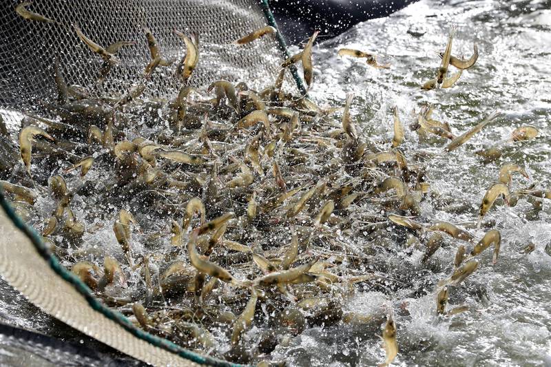 An impressive haul of shrimps. Pawan Singh / The National