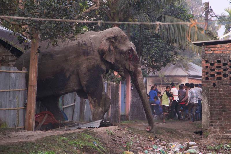 The elephant strayed into the village early in the morning and woke up villagers with its roaring. AP Photo
