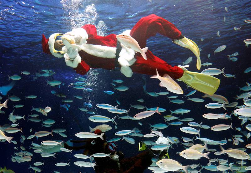 Divers wearing Santa Claus costume swims in a large fish tank during an underwater performance at Sunshine Aquarium in Tokyo, Japan. Reuters
