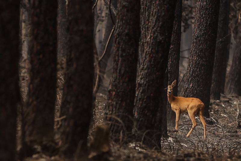 A doe wanders through a burnt forest near Belin-Beliet, south-western France. AFP