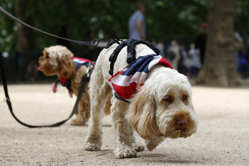 Even the dogs are all dressed up for the big occasion. AP Photo 