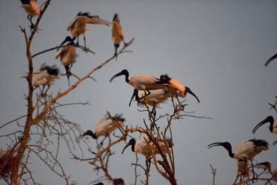 The African sacred ibis bird species settling in by sunset on the sidr tree. Photo: Eslam Abdelfattah
