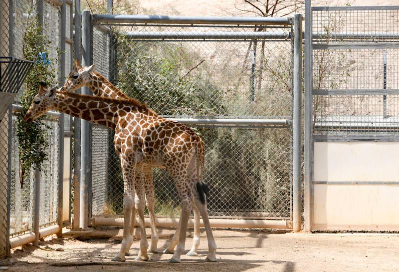 Abu Dhabi, United Arab Emirates - Two baby giraffes eat as their mother observes them at Al Ain Zoo Khushnum Bhandari for The National
