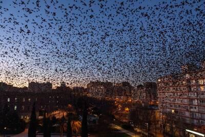 Starlings fly over Zaragoza in Spain. EPA