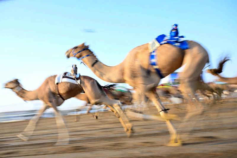 The focus will move from camel racing to football when the tournament kicks off