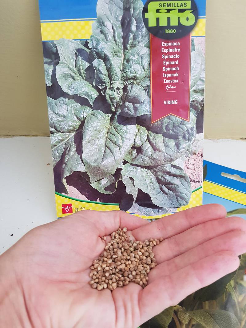 Step 5: Decide what seeds to use. Here I picked shop-bought spinach, but old pips and seeds from your fruit can be used, too.